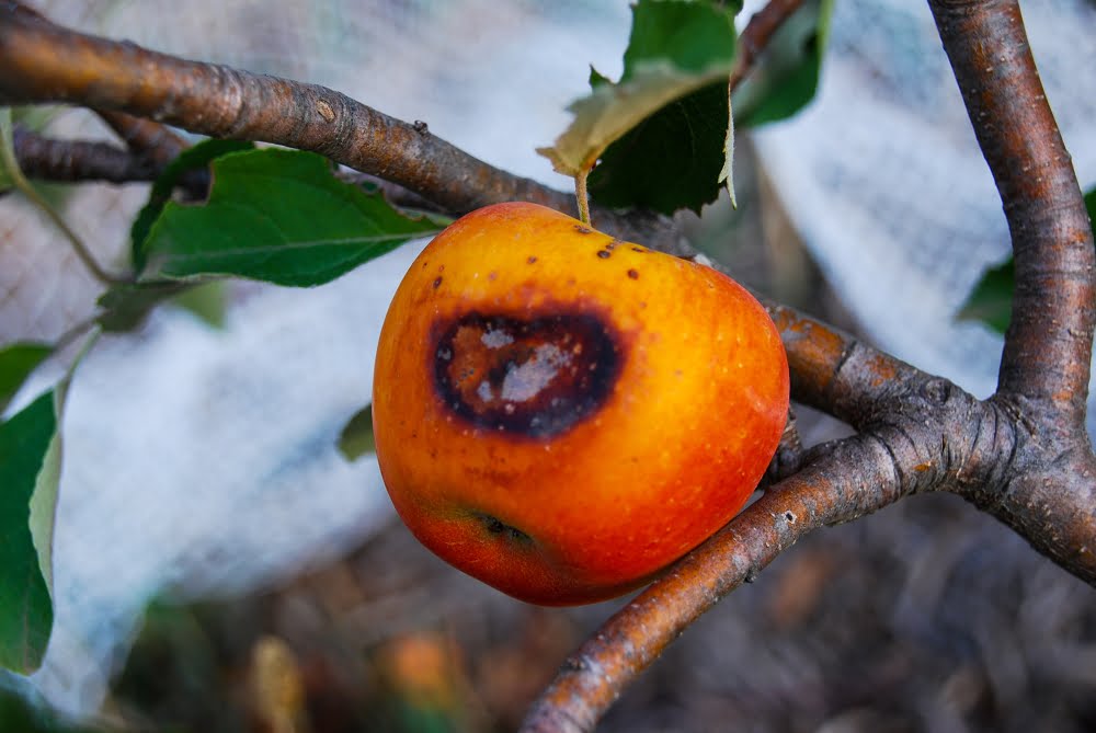 Sunburnt Raspberry 10 ways to prevent sunburn on your fruit – Grow Great Fruit