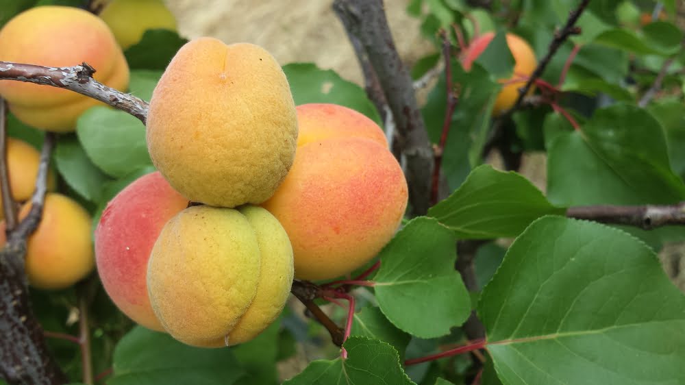 How to Get Started with Fruit Thinning – Grow Great Fruit