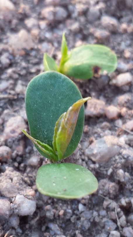 Growing Your Own Fruit Trees From Seed  Grow Great Fruit