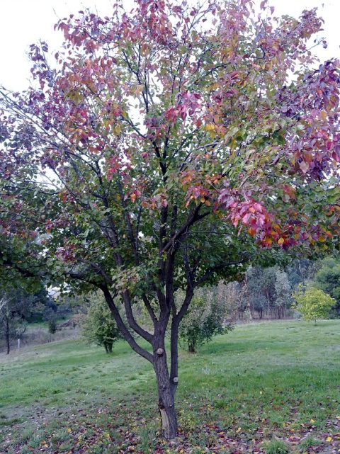 Multigraft Fruit Tree: Tips for Successful Growth – Grow Great Fruit