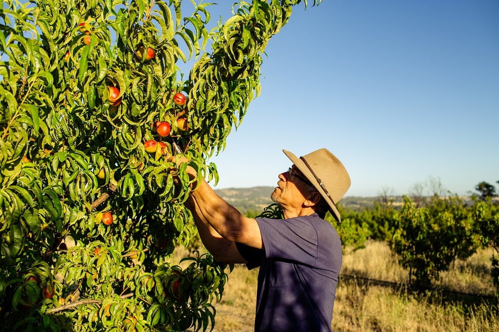 Choosing the right fruit tree to plant – Grow Great Fruit