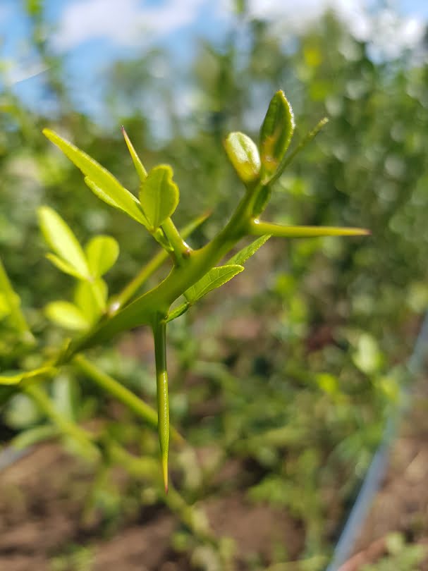 Grafting Citrus: A Step-by-Step Guide  Grow Great Fruit