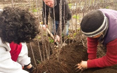 Growing Your Own Fruit Trees From Seed  Grow Great Fruit