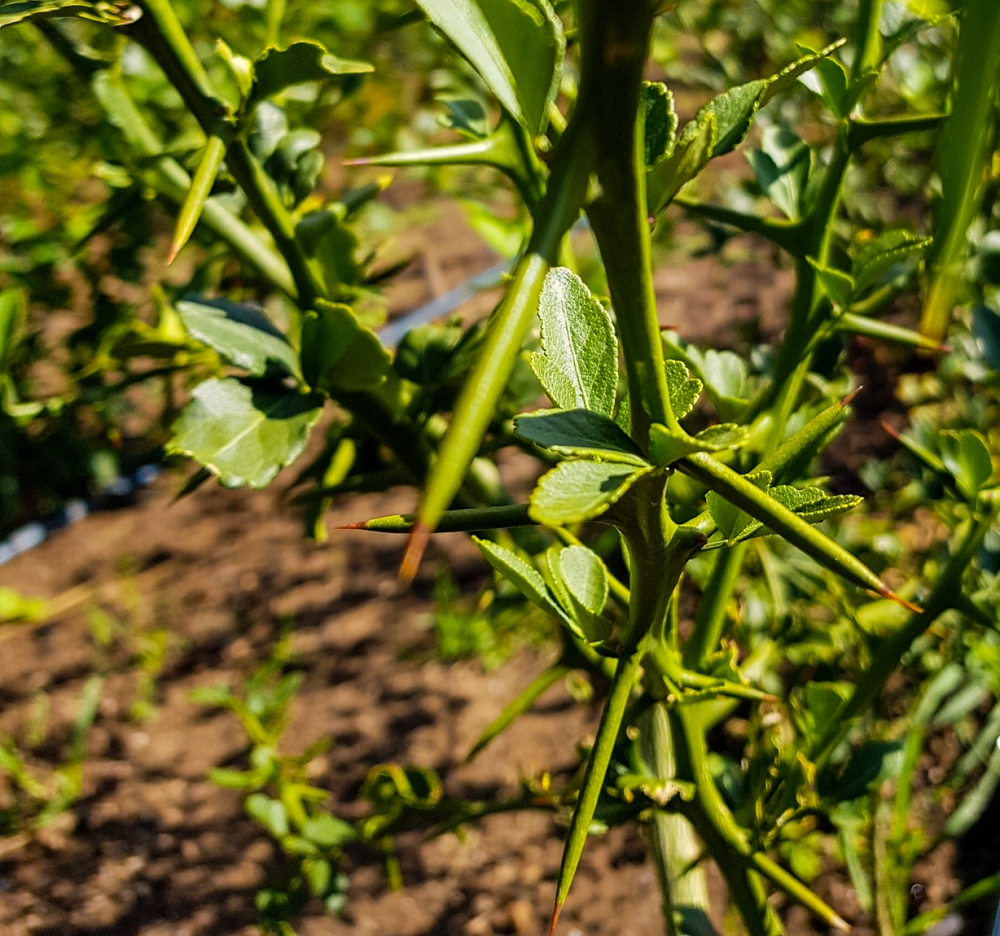 Grafting Citrus: A Step-by-Step Guide  Grow Great Fruit